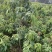 仙进奉荔枝苗2公分，带花发货，根须发达