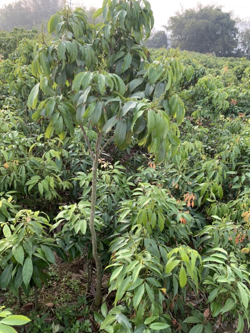 仙进奉荔枝苗2公分，带花发货，根须发达
