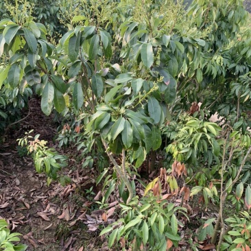 仙进奉荔枝苗2公分，带花发货，根须发达