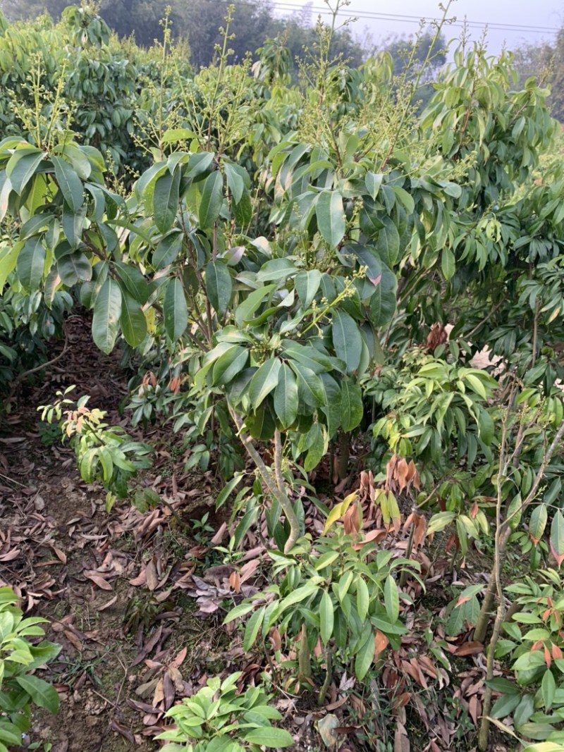 仙进奉荔枝苗2公分，带花发货，根须发达