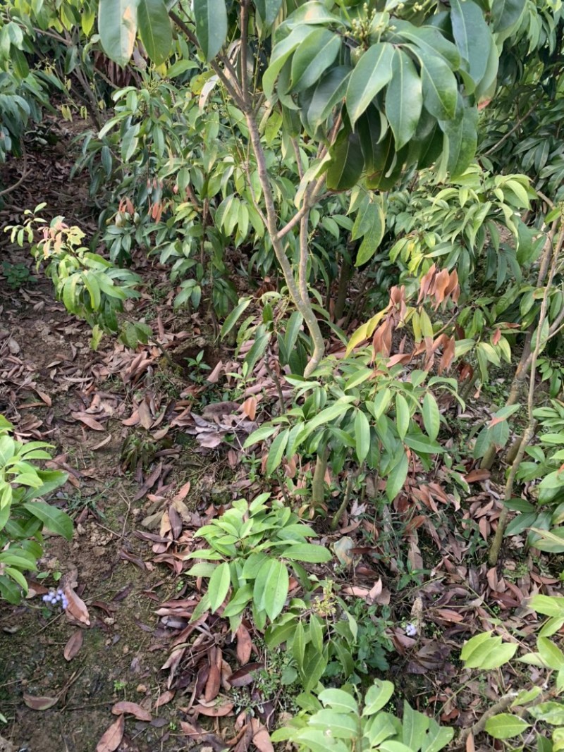 仙进奉荔枝苗2公分，带花发货，根须发达