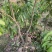 仙进奉荔枝苗2公分，带花发货，根须发达