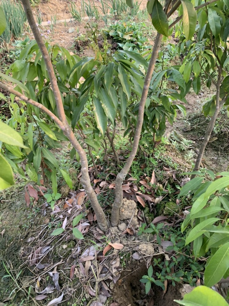 仙进奉荔枝苗2公分，带花发货，根须发达