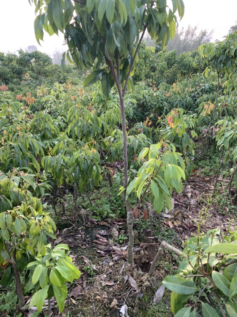 仙进奉荔枝苗2公分，带花发货，根须发达