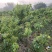 仙进奉荔枝苗2公分，带花发货，根须发达