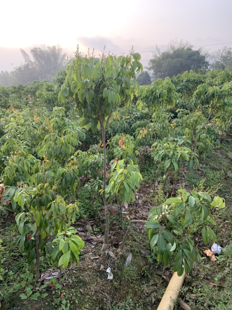 仙进奉荔枝苗2公分，带花发货，根须发达