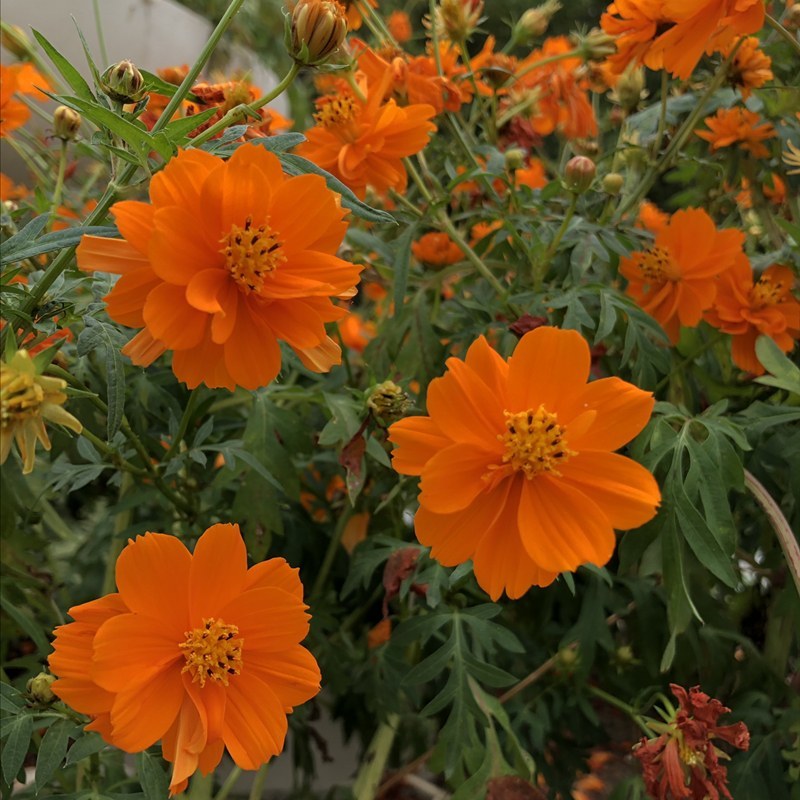 硫华菊种子四季种易活花种子黄秋英庭院室外花籽阳台盆栽花种
