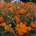 硫华菊种子四季种易活花种子黄秋英庭院室外花籽阳台盆栽花种