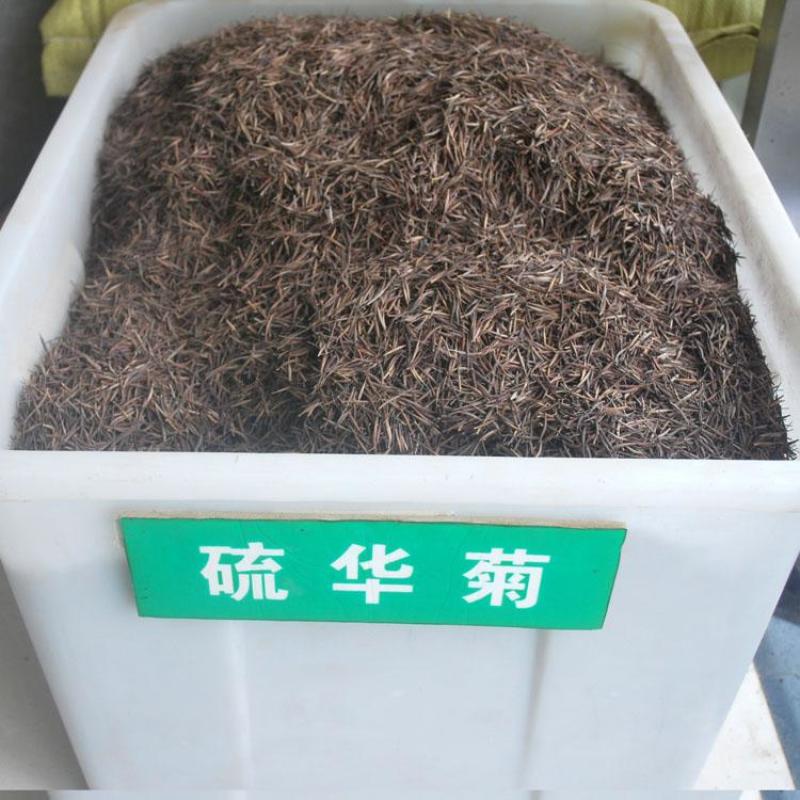 硫华菊种子四季种易活花种子黄秋英庭院室外花籽阳台盆栽花种