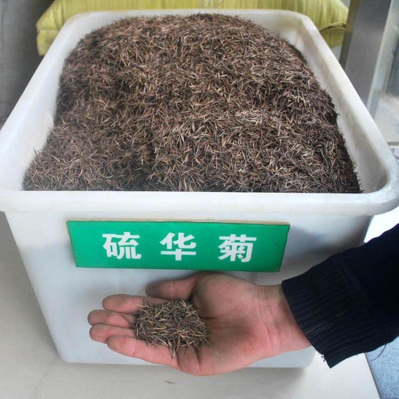 硫华菊种子四季种易活花种子黄秋英庭院室外花籽阳台盆栽花种