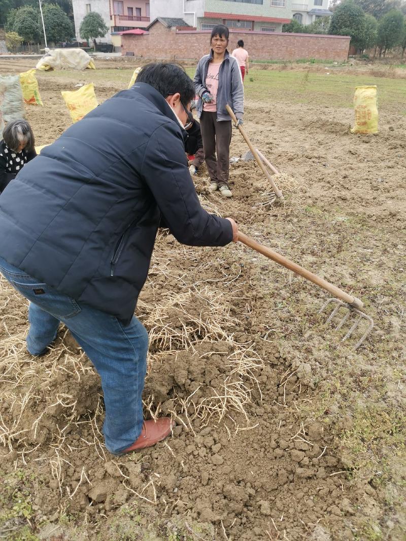 鱼腥草根、折耳根鱼腥草白根、嫩芽、嫩根、狗心草、折耳根、