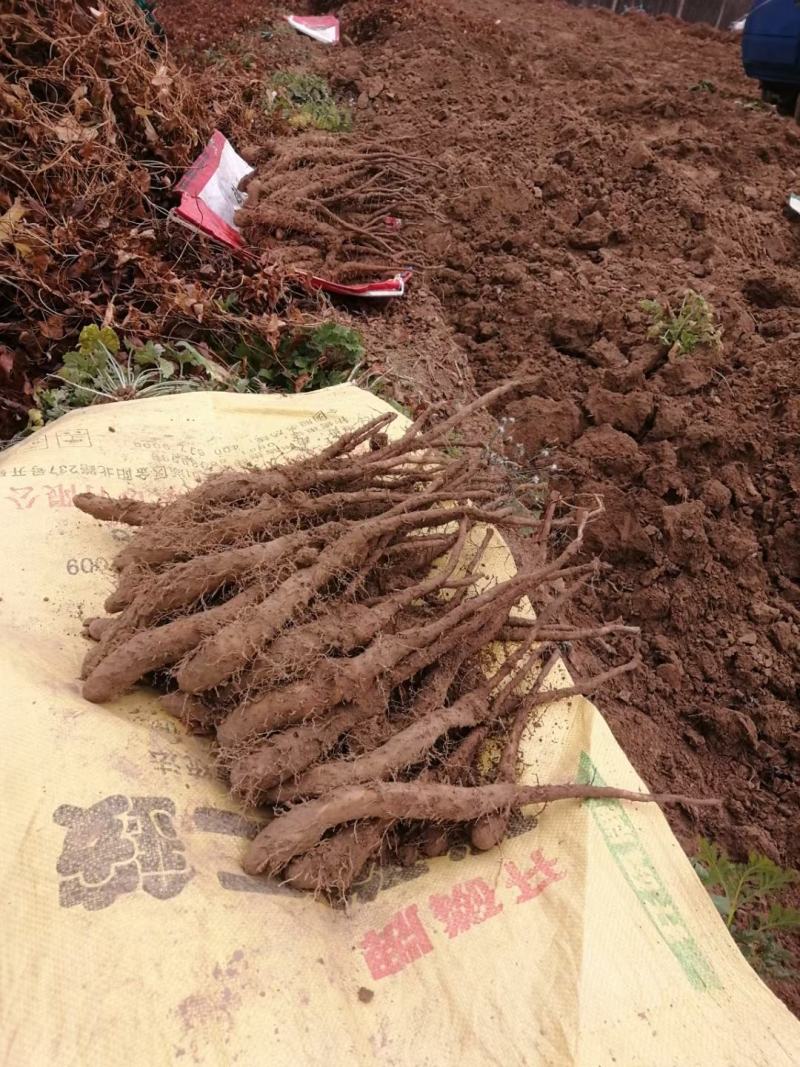 一两通天白玉山药苗日本白玉山药种苗山药种子欢迎来电