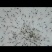 南美白对虾虾苗成活率高淡化一代二代