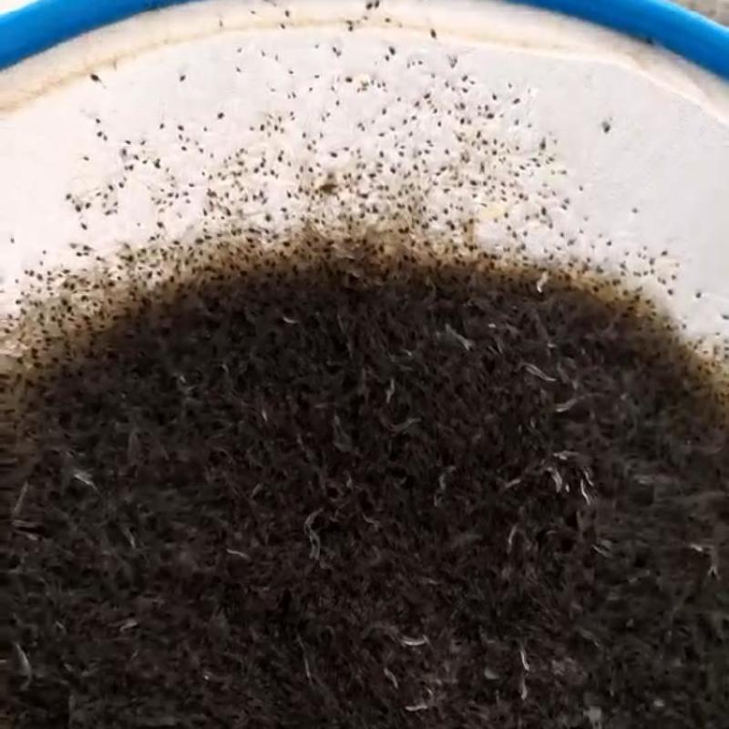 南美白对虾虾苗成活率高淡化一代二代