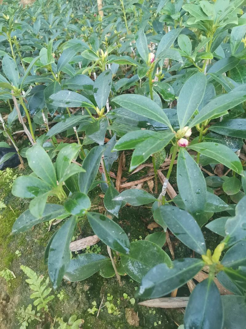 大红花嫁接八角苗高产东荣罗马木王八角苗杯苗直生苗