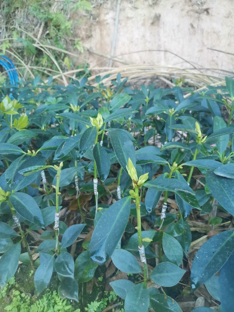 大红花嫁接八角苗高产东荣罗马木王八角苗杯苗直生苗
