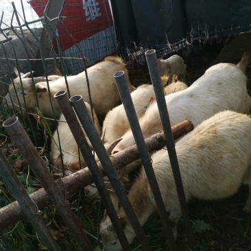 自家养的山羊不想养了出售