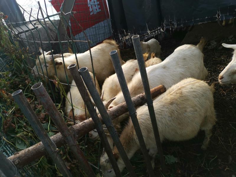 自家养的山羊不想养了出售