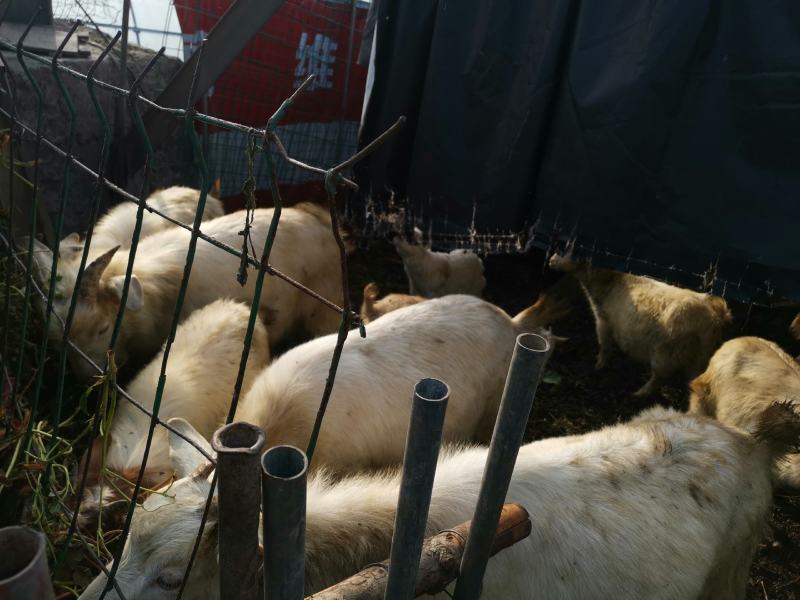 自家养的山羊不想养了出售