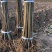 当年挂果国丰七号李子苗保成活死苗免费补发