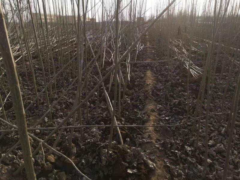 速生杨苗107，无絮杨，各种规格，可以按高度或者粗度。