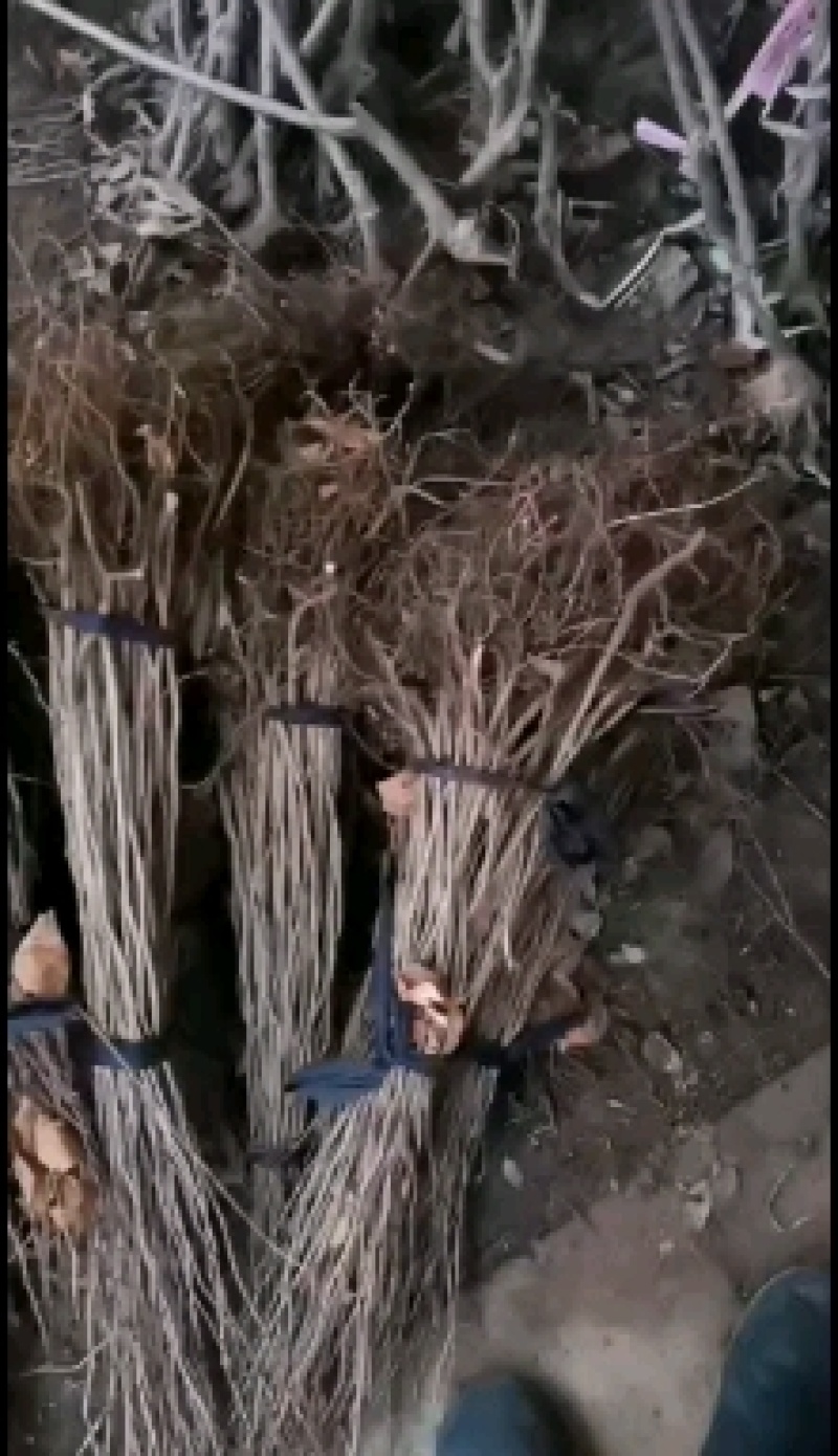 紫荆花苗庭院耐寒室外花卉植物南方北方别墅花园绿化苗木紫荆