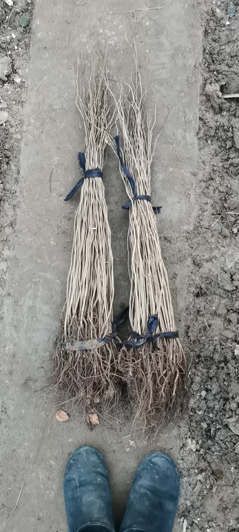 紫荆花苗庭院耐寒室外花卉植物南方北方别墅花园绿化苗木紫荆