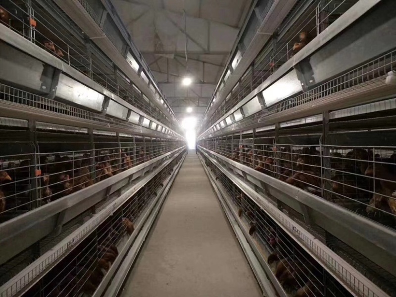层叠式蛋鸡笼，层叠式笼具，蛋鸡笼