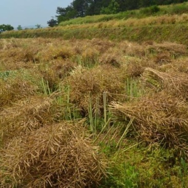 菜籽油，压榨油，无添加纯菜籽压榨食用油