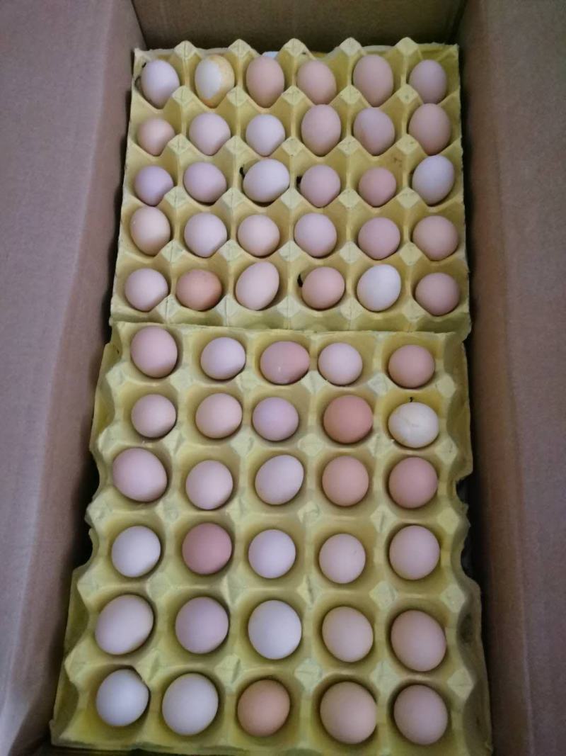 土鸡蛋粉蛋初生蛋新鲜上市走货全国量大从优价格美丽质量好