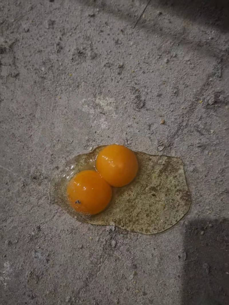 土鸡蛋粉蛋初生蛋新鲜上市走货全国量大从优价格美丽质量好