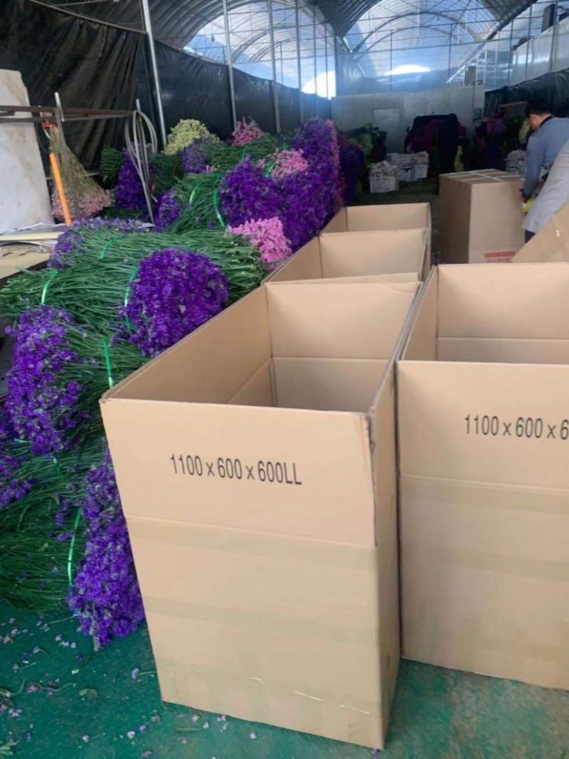 云南勿忘我鲜花干花昆明花整件鲜花散花秤斤花