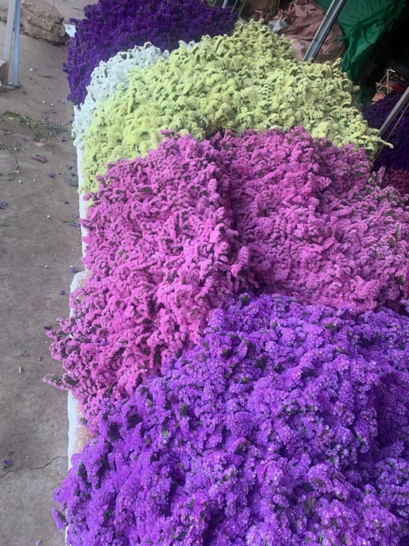 云南勿忘我鲜花干花昆明花整件鲜花散花秤斤花