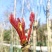 四川大竹头茬红油香椿芽原产地千斤大量批发代收