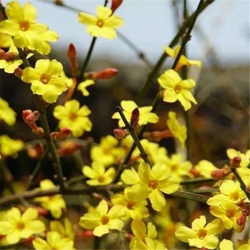 迎春花爬藤植物云南黄馨盆栽长春花苗常青开花护坡花卉爬山虎