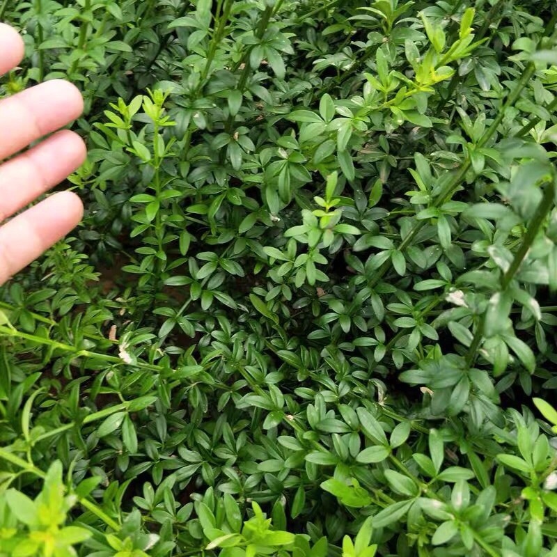 迎春花爬藤植物云南黄馨盆栽长春花苗常青开花护坡花卉爬山虎