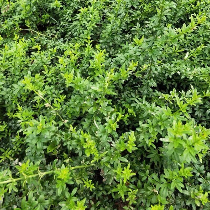 迎春花爬藤植物云南黄馨盆栽长春花苗常青开花护坡花卉爬山虎