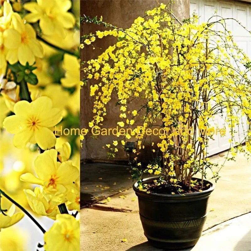 迎春花爬藤植物云南黄馨盆栽长春花苗常青开花护坡花卉爬山虎