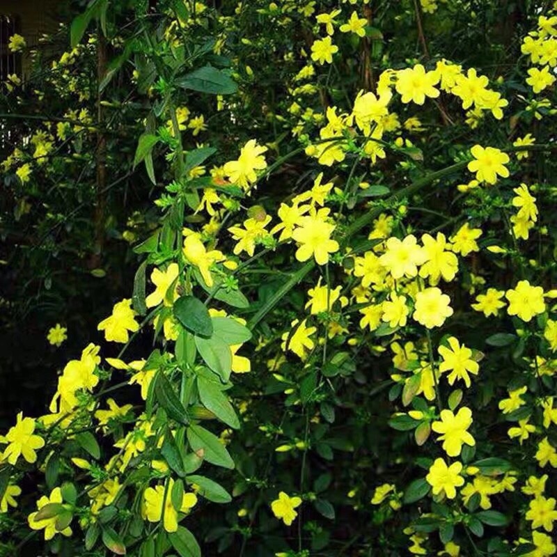 迎春花爬藤植物云南黄馨盆栽长春花苗常青开花护坡花卉爬山虎