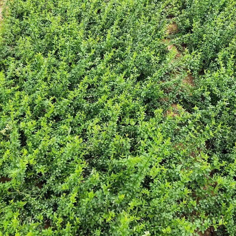 迎春花爬藤植物云南黄馨盆栽长春花苗常青开花护坡花卉爬山虎