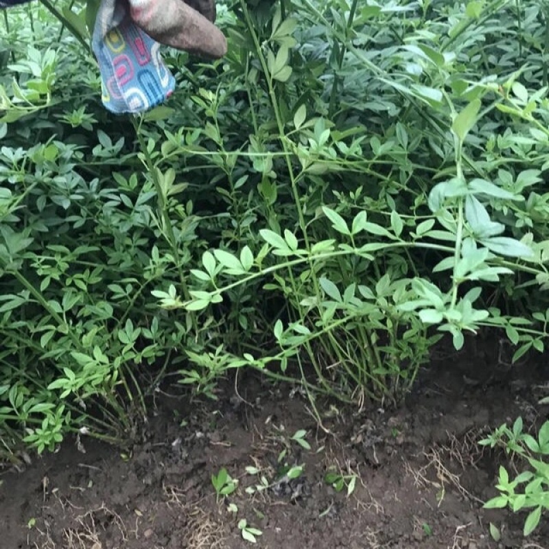 迎春花爬藤植物云南黄馨盆栽长春花苗常青开花护坡花卉爬山虎
