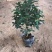 茶花五色赤丹茶花香妃四季开花不断大花浓香型耐寒
