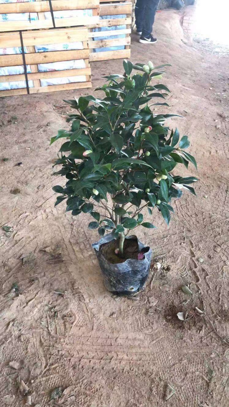 茶花五色赤丹茶花香妃四季开花不断大花浓香型耐寒