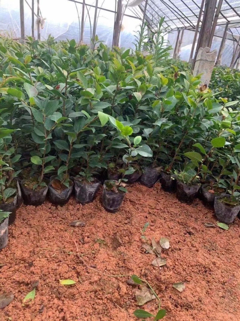 茶花五色赤丹茶花香妃四季开花不断大花浓香型耐寒