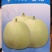 【精品甜瓜】翠蜜绿宝/白香妃甜瓜种子高产脆甜可口甜瓜种子
