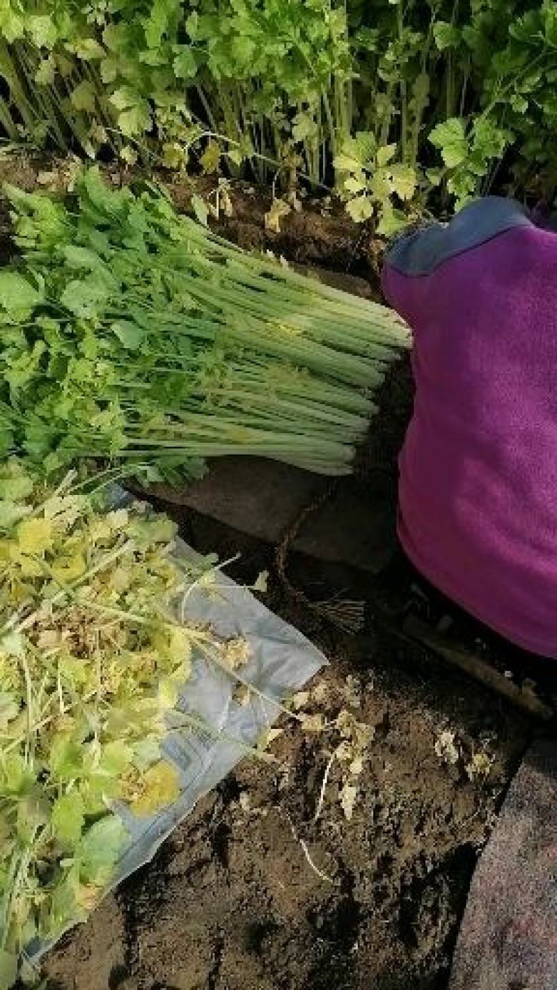 马家沟芹菜芹菜，质量嘎嘎的好