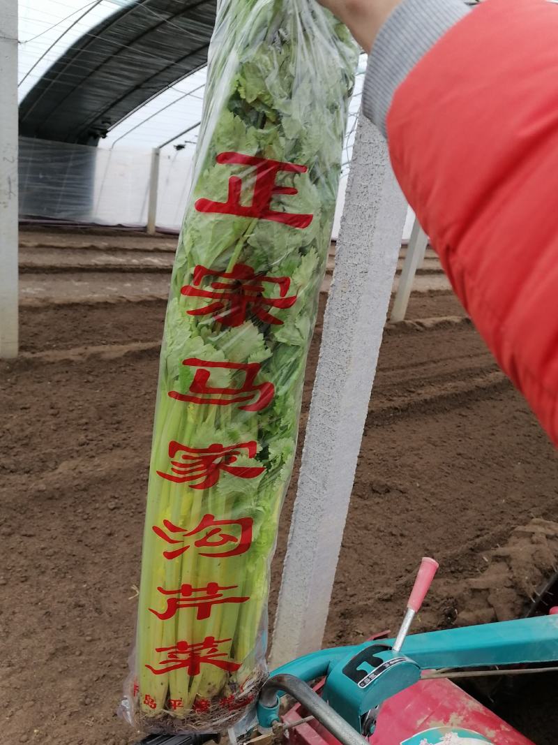马家沟芹菜芹菜，质量嘎嘎的好