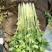 马家沟芹菜芹菜，质量嘎嘎的好