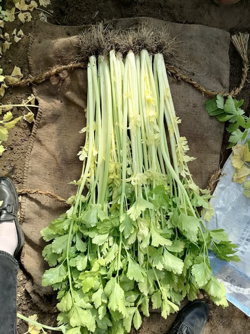 马家沟芹菜芹菜，质量嘎嘎的好