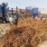 我基地长年供应欧美107杨树苗，待办加工段节